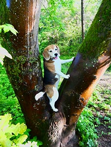 Hund am Baum